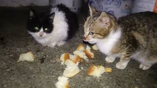 Cute little kitties enjoy company and food