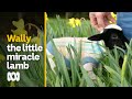 Wally might be the smallest lamb in the world | Pets & Animals | ABC Australia