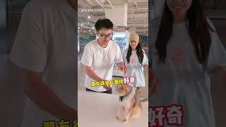 【最新】招财新技能出现啦！！ #lucky #cat #萌寵 #cute #funny #招财猫 #猫咪 #shorts