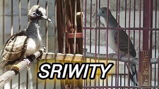 Download Ini Dia...?? Cara Mengetahui Ciri Perkutut Sriwiti Sejak Masih Piyik Video MP3 Ini Dia...?? Cara Mengetahui Ciri Perkutut Sriwiti Sejak Masih Piyik