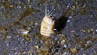 Bobbit worm bit this fish in half by Pall Sigurdsson 97,810 views 5 years ago 36 seconds