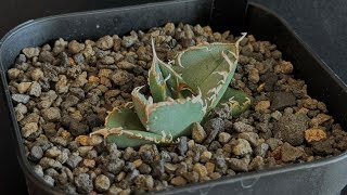 アガベ・チタノタ 繁星（芽）-026｜agave titanota star‐studded