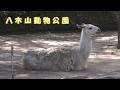 【八木山動物公園】 ラマ(260709)