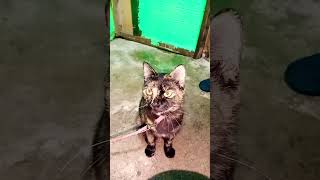 My Cat Bibi Pakul She Is Beautiful Morning