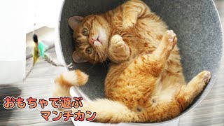 【猫動画】マンチカン こんぺい の 狩猟訓練