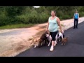 Friendly lady walking large group of dogs