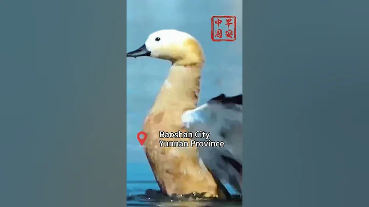 Migratory birds spend their winter in Baoshan - DayDayNews