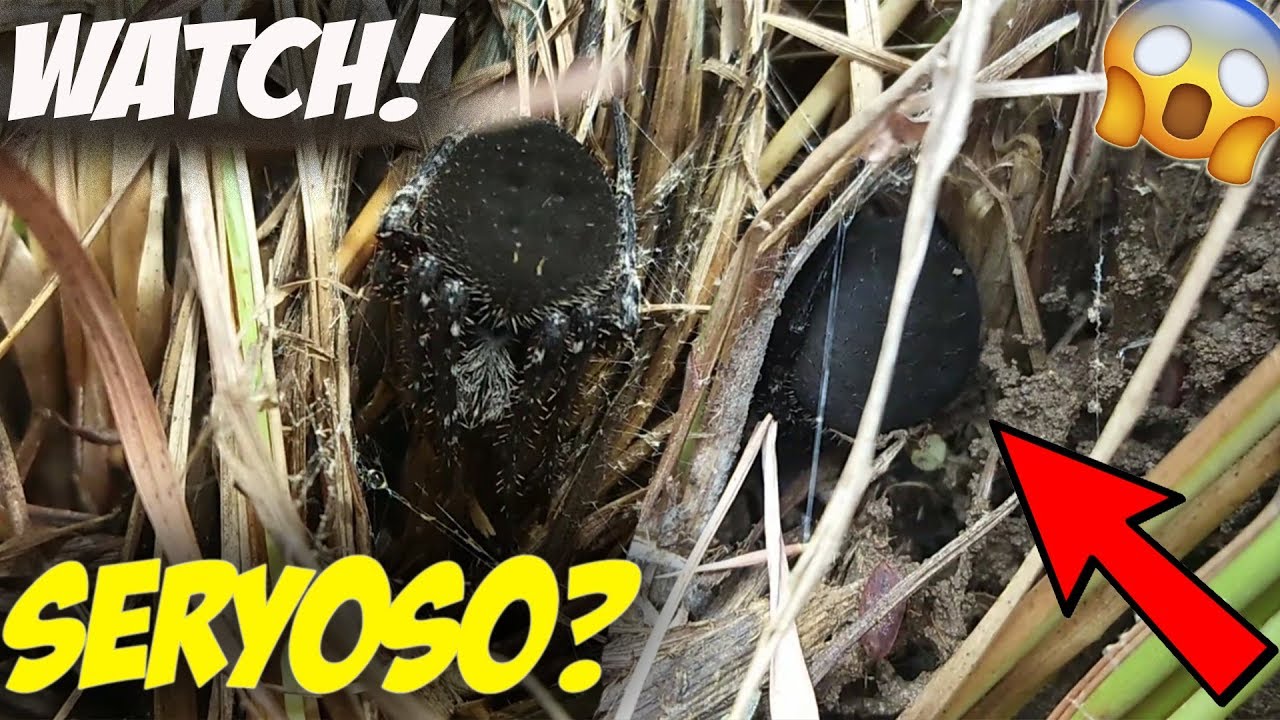 TRIVIA: ANG SAMON PALA AY HUMUHUKAY NG LUPA PARA MAGTAGO(AT NAGWE-WEB DIN SILA) WATCH!