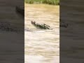 cocodrilo come leopardo - crocodile eats leopard