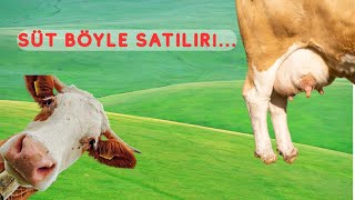 “Çiğ Süt Satmak İsteyen Herkes Bu Videoyu İzlemeli!”