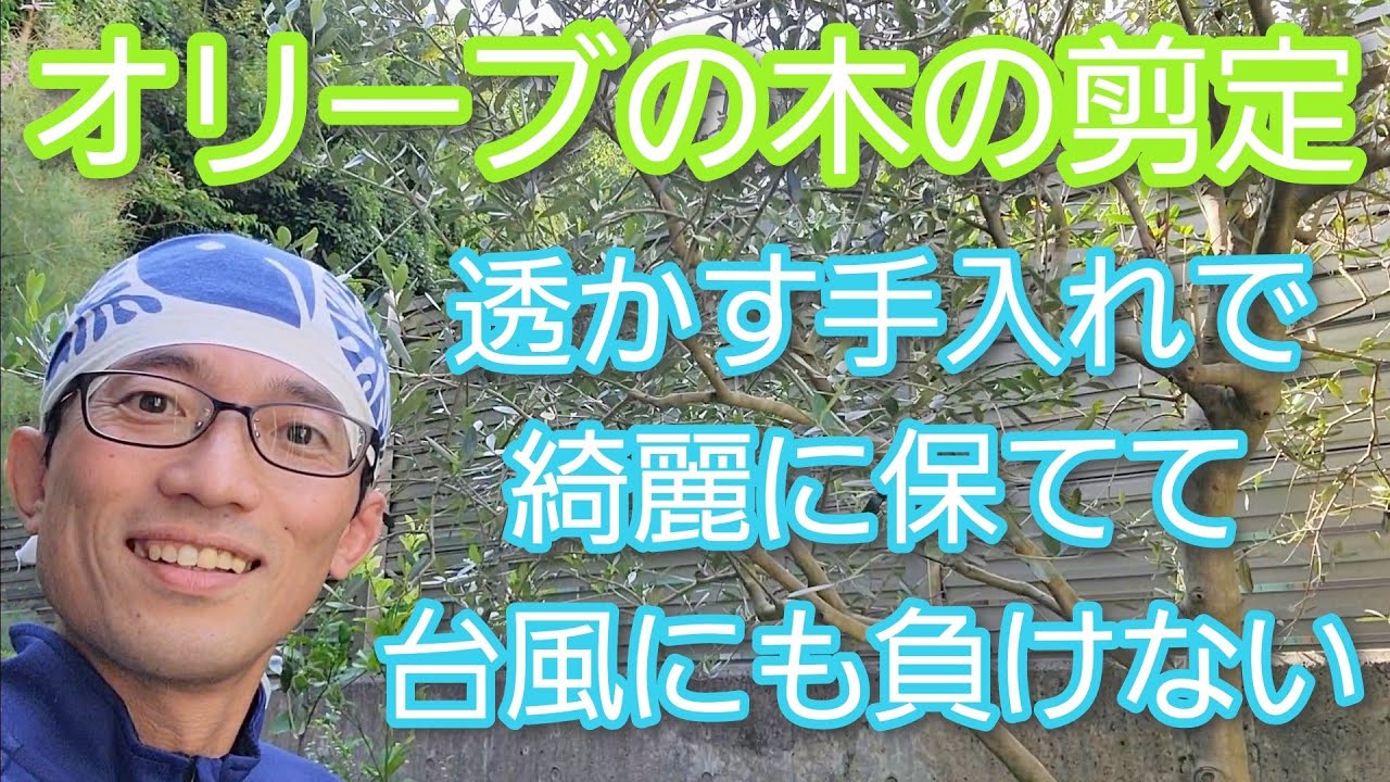 オリーブの剪定②】風で倒れないためにも大切な間引きで自然な仕上がり
