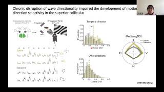 Talk: Retinal waves prime visual motion detection by simulating future optic flow Wealth