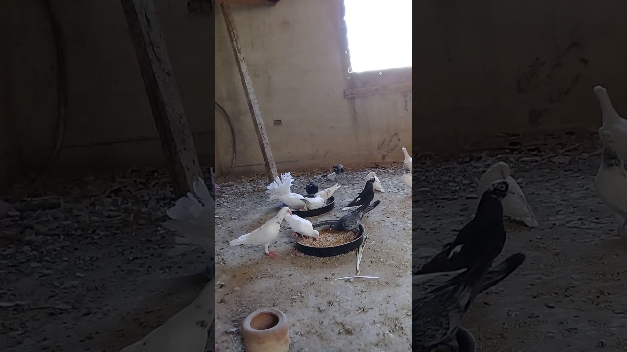 cara beternak burung dara di luar negeri 