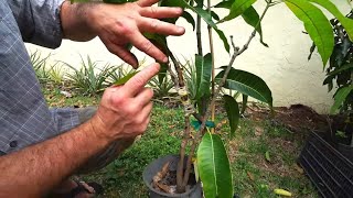 Approach graft Carrie mango tree and Pruning Winter damage off  Cogshall mango tree. 🥭 Carrie Mango Tree Part 3