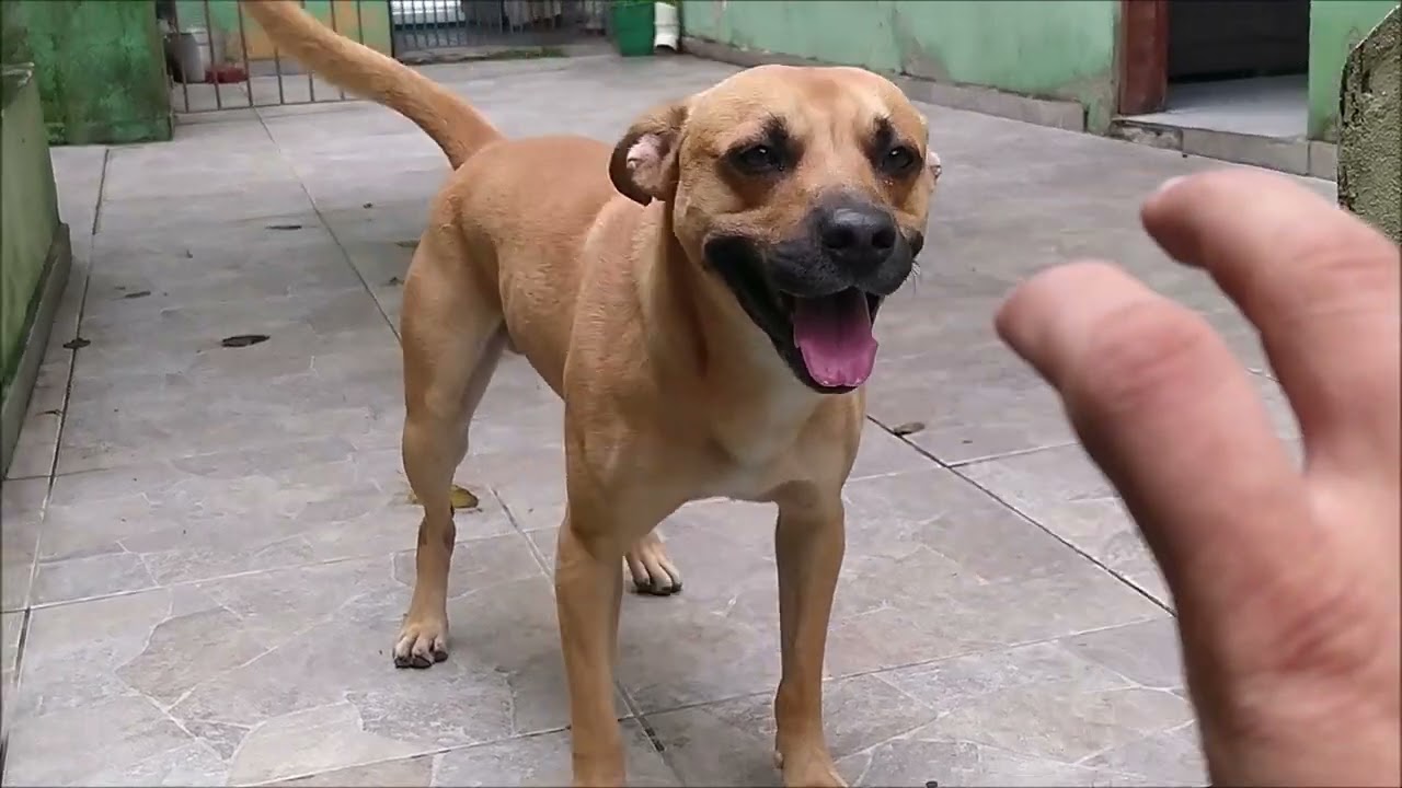 Cão caramelo adora ficar de rosto colado com amigo cavalo e vídeos fazem  sucesso online