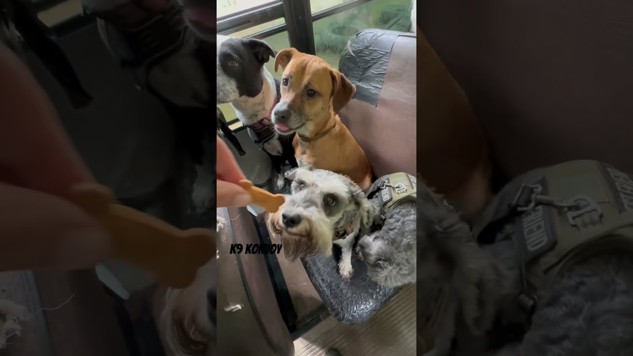 Tuesday Snacks Thank You Page Family Welcome To The Pack Gus Dogsnacks Dogpack Dogs