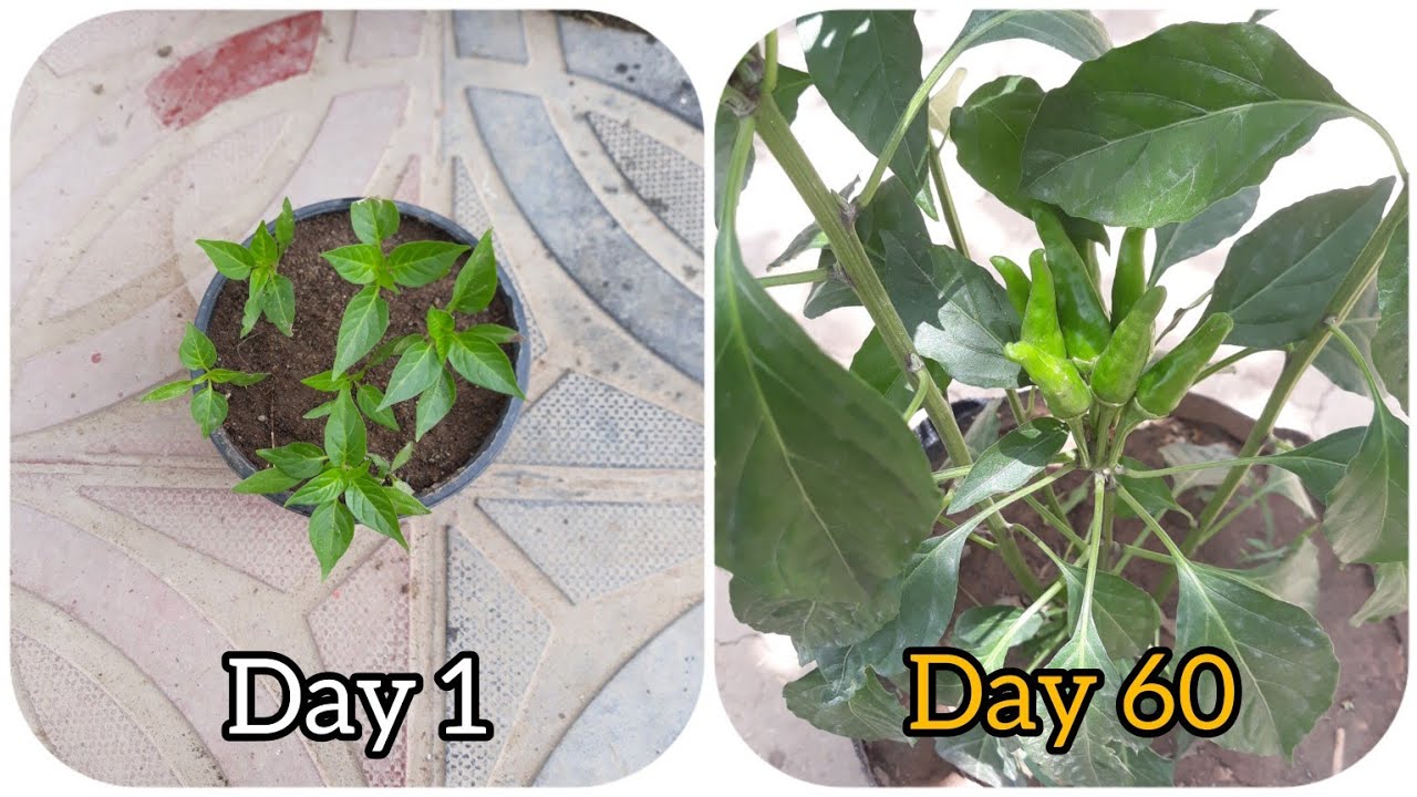 How to grow green chillies at home in grow bags سبز مرچ گھر میں کیسے