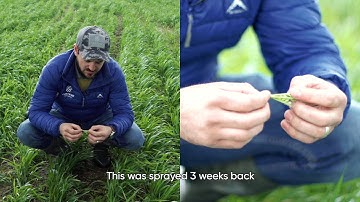 Arylex® active Herbicide | Alternative Mode of Action