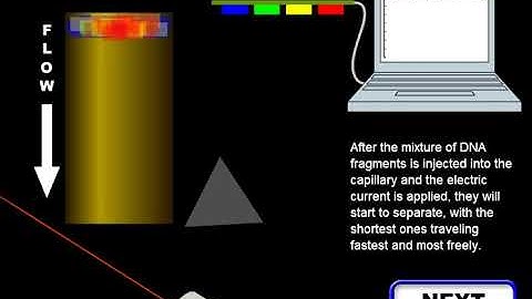 animation on how an electropherogram is generated