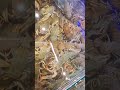 Речные раки пресноводные чистильщики в реках ,озёрах и прудах #раки речные #аквариум #пресноводные