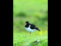 蠣鷸 Eurasian Oystercatcher #birds #birdsong #wildlife #birdsounds  #birdphotography #birdswatching