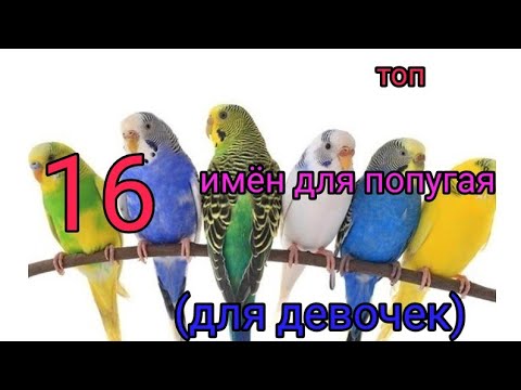 Клички для кошек