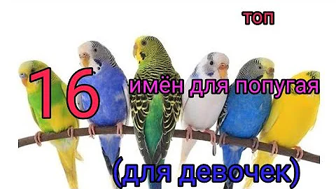 Имена для попугая/девочки/