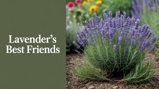 Lavender’s Best Buddies Revealed For a Beautiful Garden!