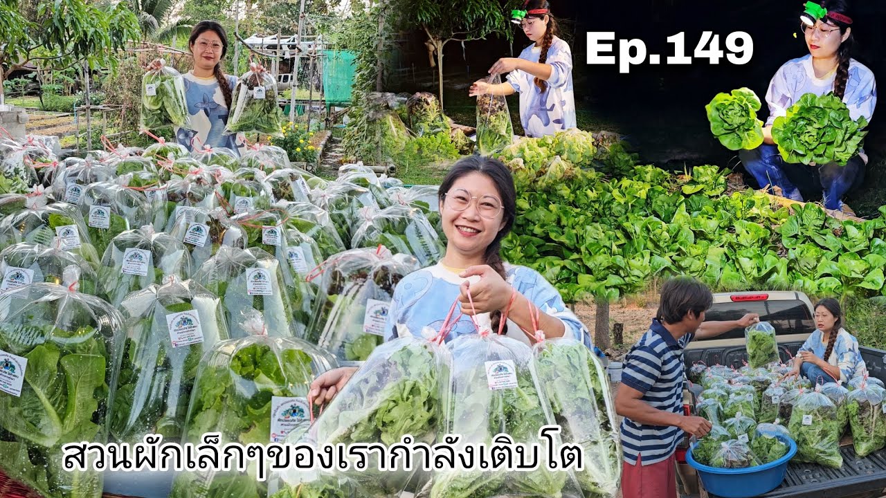Ep.149 วันนี้ลูกค้าสั่งผักเยอะมาก สวนผักเล็กๆของพวกเรากำลังเติมโต