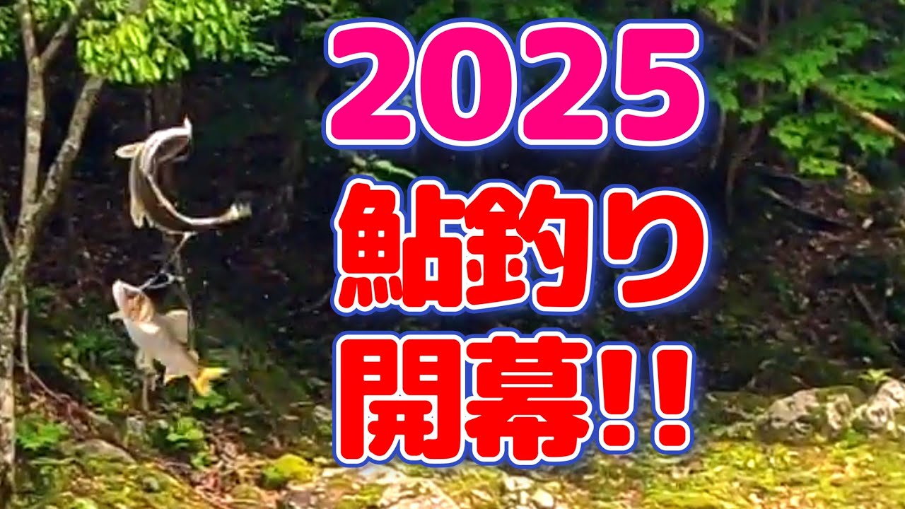 早くも解禁！日高川での鮎釣り！