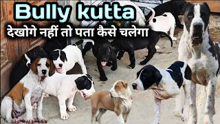 Black Bully kutta puppies | Pakistani bully puppies for sale | Top quality bully kutta