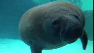 manatee fart