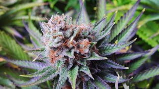 Blue Dream Review Part 2 Of 2