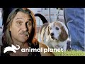 Se reencuentra con un perro que salvó de morir |  Dr. Jeff, Veterinario | Animal Planet