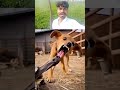 kutte Ko Mil Gaya Sabak