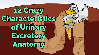 12 Crazy Characteristics of Urinary Excretory Anatomy (Step 1, COMLEX, NCLEX®, PANCE, AANP) screenshot 5