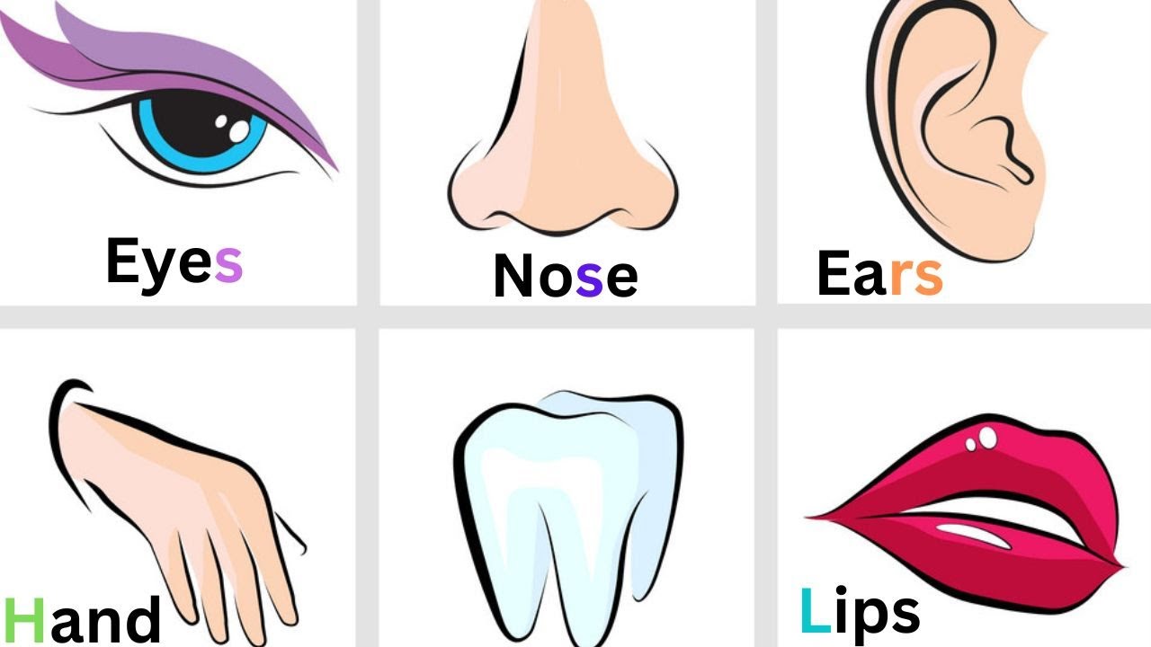 Body Parts Name Learn In English Parts Of Body Name Parts Of Body body-parts-name-learn-in-english-parts-of-body-name-parts-of-body