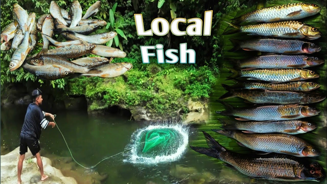 Net Fishing & Adventure Vlog 