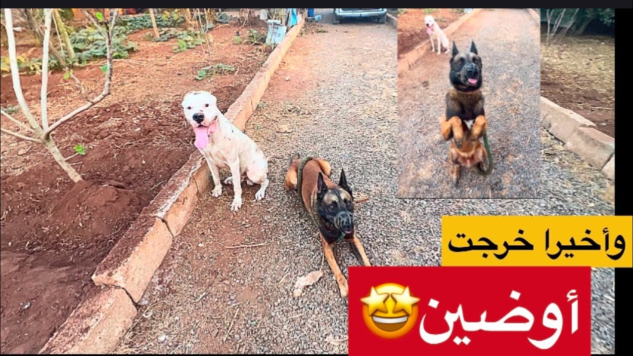 يوم جديد🌞اليوم مشيت للمزرعة باش نودع الخيول🙂‍↕️وأكبر تحدي عندي هو نخرج أوضين🥶