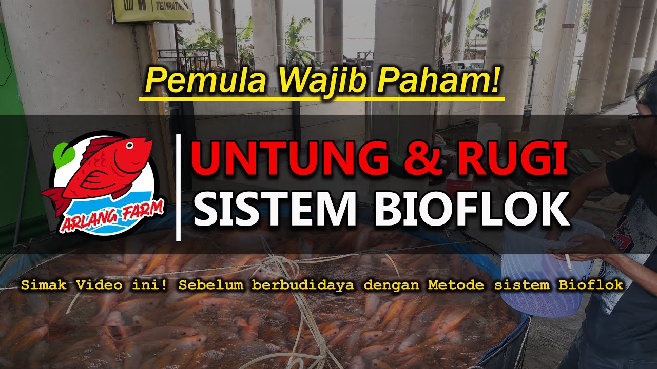 WAJIB TAU KELEBIHAN  KEKURANGAN BUDIDAYA IKAN SISTEM BIOFLOK   ARLANG FARM