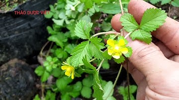 Dâu núi. cây thuốc quý ít người biết đến | THẢO DƯỢC VIỆT