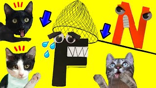Alphabet Lore N vs F la letra mala del alfabeto en la vida real / Videos de gatitos Luna y Estrella