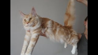 Котенок мейн-кун Jennifer в Воронеже, Maine Coon kittens for sale Котенок мейн-кун Jennifer в Воронеже, Maine Coon kittens for sale