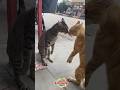 Koceng Oyen Vs Mujaer #trendingshorts