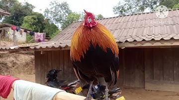 muag qaib dib ib ntsau leej twg nyiam nug tau