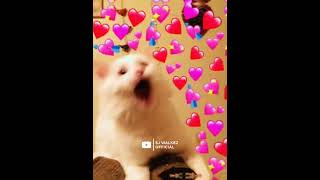 Zubeen Garg Dialogue Status/Maatal Hol Ei Raati Song Status Video/Zubeen Garg Funny Moments Status Thumb