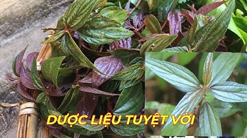 CÂY THUỐC RÒI( BỌ MẮM) - Công dụng tuyệt vời của loài cây có trong nồi nước mát của mỗi gia đình.