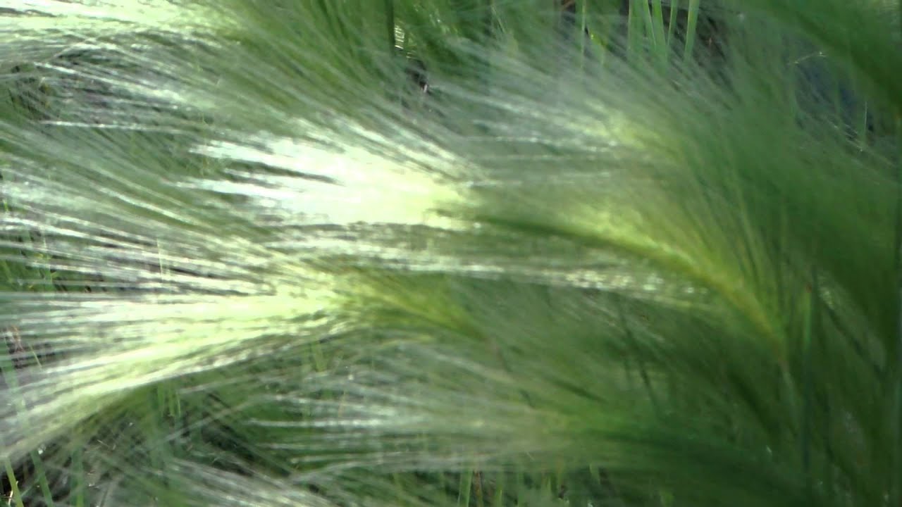 Ковыль трава - YouTube