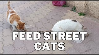 Feed street cats