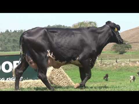 LOTE 1   0894BC   FAZENDA LAURA